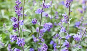 Junior Walker™ Catmint
