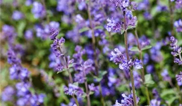 Junior Walker™ Catmint