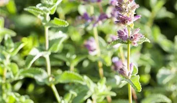 Junior Walker™ Catmint