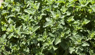 Junior Walker™ Catmint