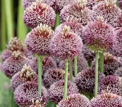 Allium 'Forelock'