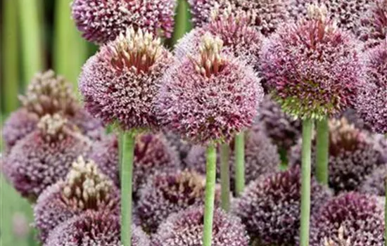 Allium 'Forelock'