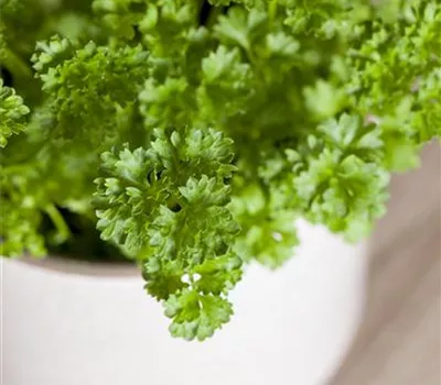 Petroselinum crispum crispum 'Mooskrause 2' (mooskrause Petersilie)