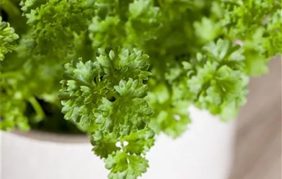 Petroselinum crispum crispum 'Mooskrause 2' (mooskrause Petersilie)