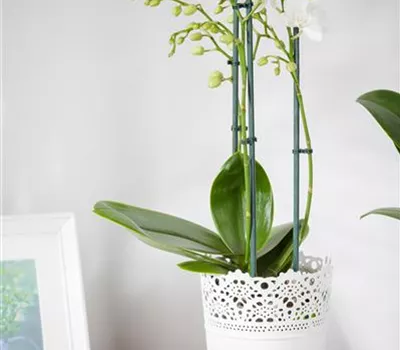 Phalaenopsis, weiß