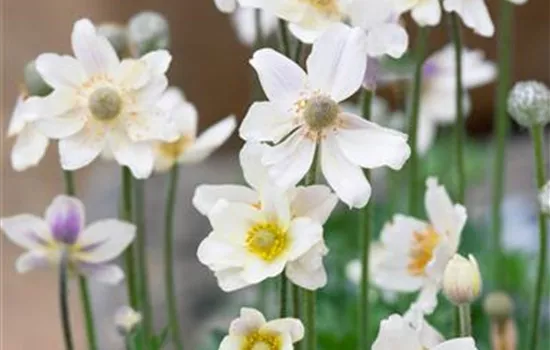 Anemone multifida 'Mischung'