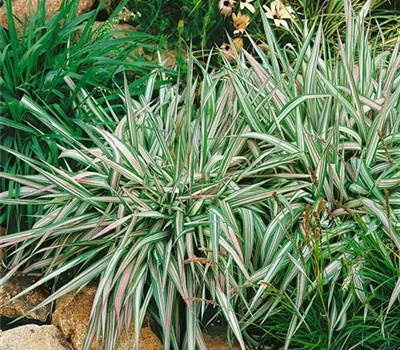 Phalaris arundinacea 'Dwarf Garters'