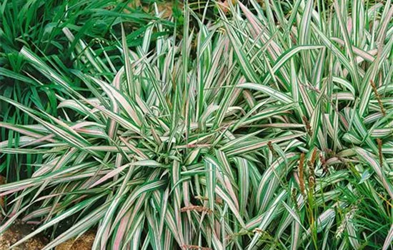 Phalaris arundinacea 'Dwarf Garters'