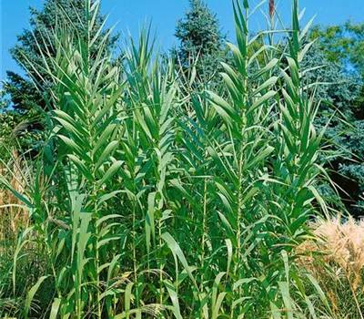 Arundo donax