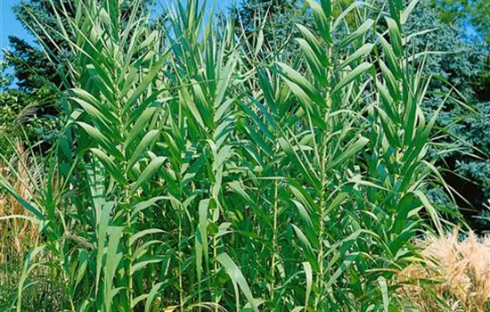 Arundo donax