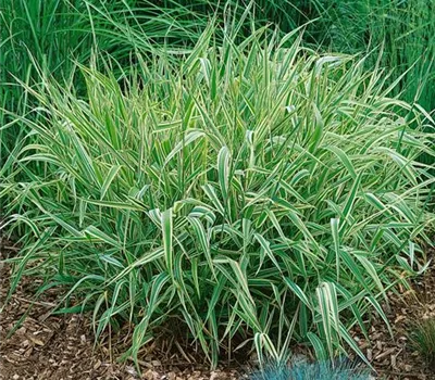 Phalaris arundinacea 'Picta'