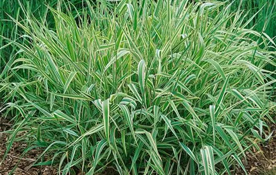 Phalaris arundinacea 'Picta'