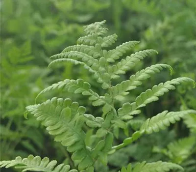 Phegopteris decursive-pinnata