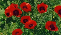 Orientalischer Garten-Mohn