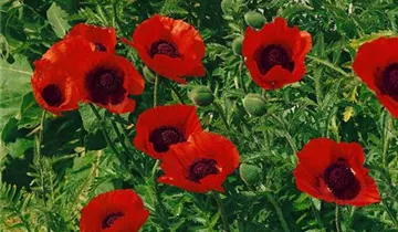Orientalischer Garten-Mohn