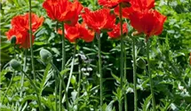 Orientalischer Garten-Mohn