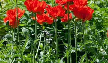 Orientalischer Garten-Mohn