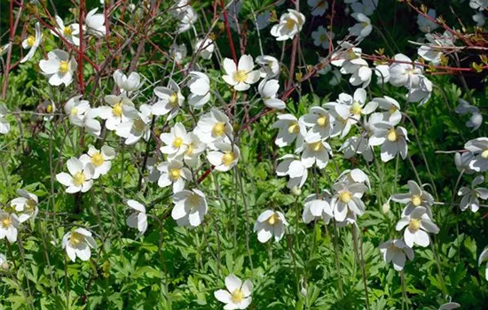 Anemone sylvestris