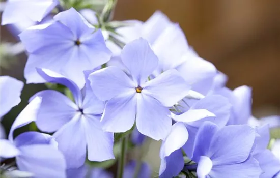 Phlox 'Blue Moon'