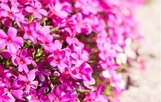 Phlox douglasii, rot