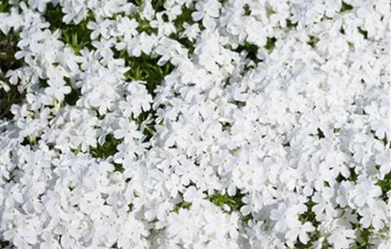 Phlox douglasii, weiß