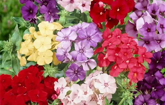 Phlox drummondii Dolly