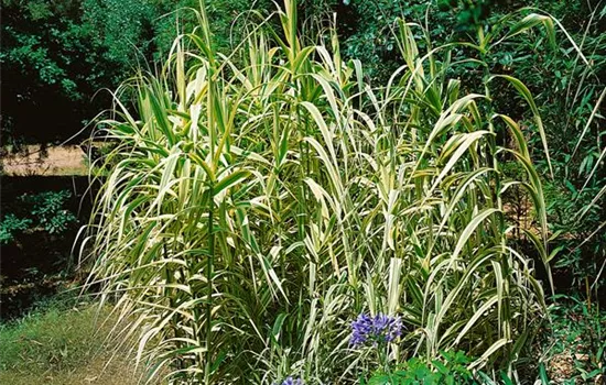 Arundo donax 'Aureovariegata'