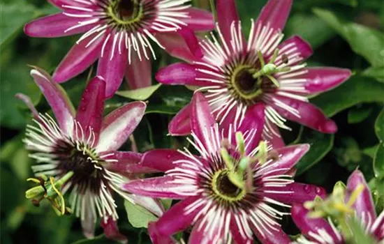 Passiflora 'Amethyst'