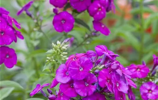 Phlox paniculata Barfourteen Purple Flame