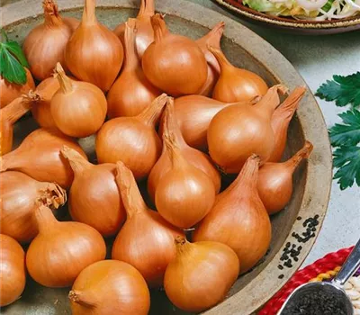 Allium ascalonicum 'Red Sun'