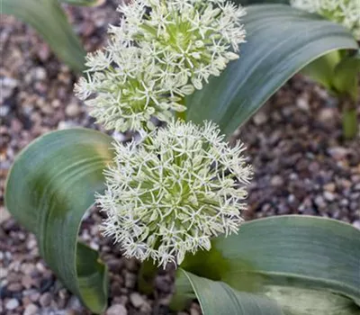 Allium karataviense 'Ivory Queen'