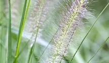 Garten-Federborstengras 'Cassian'