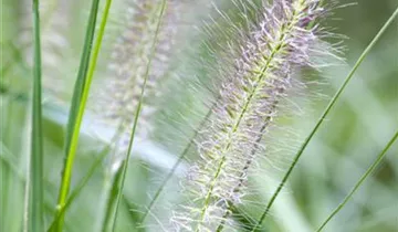 Garten-Federborstengras 'Cassian'