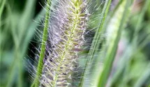 Garten-Federborstengras 'Cassian'