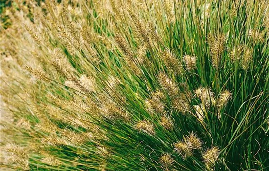 Pennisetum alopecuroides Burgundy Bunny