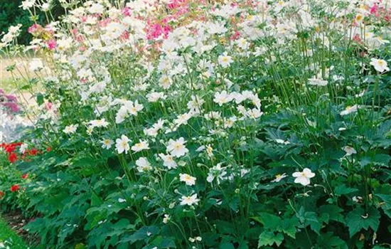 Anemone x hybrida 'Whirlwind'