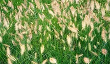 Garten-Federborstengras 'Cassian'