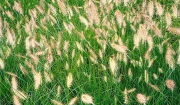 Garten-Federborstengras 'Cassian'