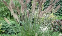 Garten-Federborstengras 'Cassian'