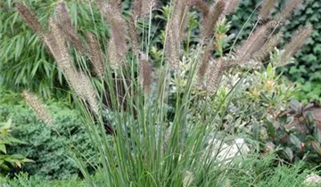 Garten-Federborstengras 'Cassian'