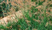 Garten-Federborstengras 'Cassian'