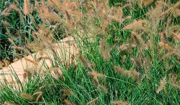 Garten-Federborstengras 'Cassian'