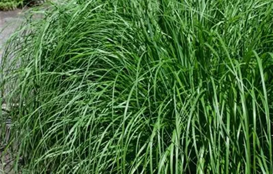 Pennisetum alopecuroides 'Foxtrot'