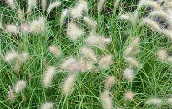 Pennisetum alopecuroides 'Herbstfreude'