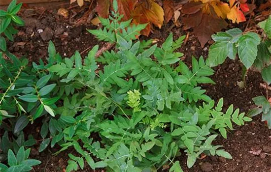 Osmunda claytoniana