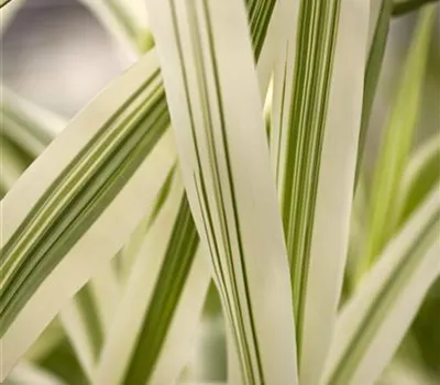 Arundo donax 'Versicolor'