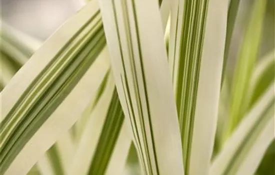 Arundo donax 'Versicolor'