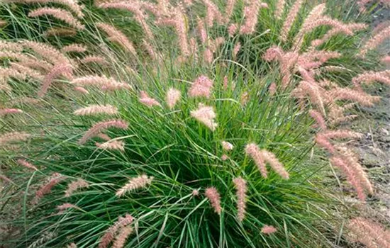 Pennisetum Fairy Tails