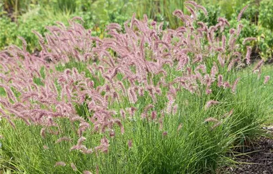 Pennisetum orientale 'Karley Rose'