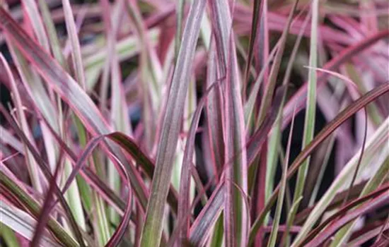 Pennisetum setaceum 'Fireworks'